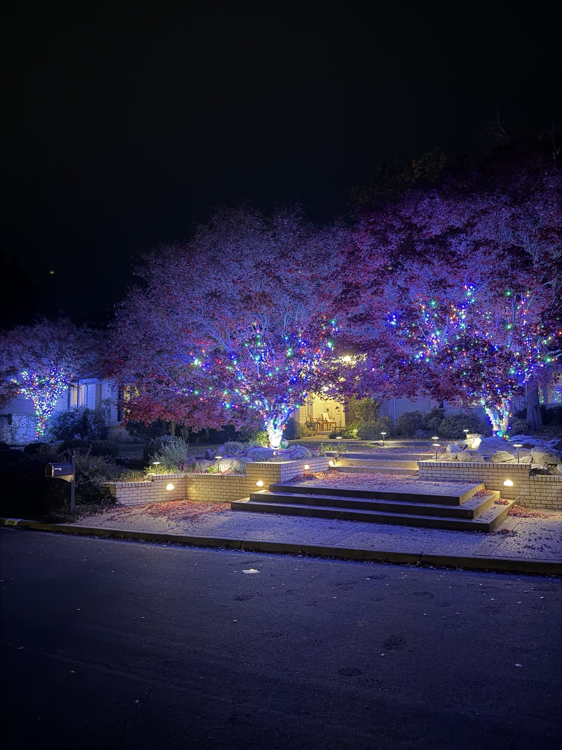 Front-yard trees wrapped in multicolor lights with warm landscape lighting at night