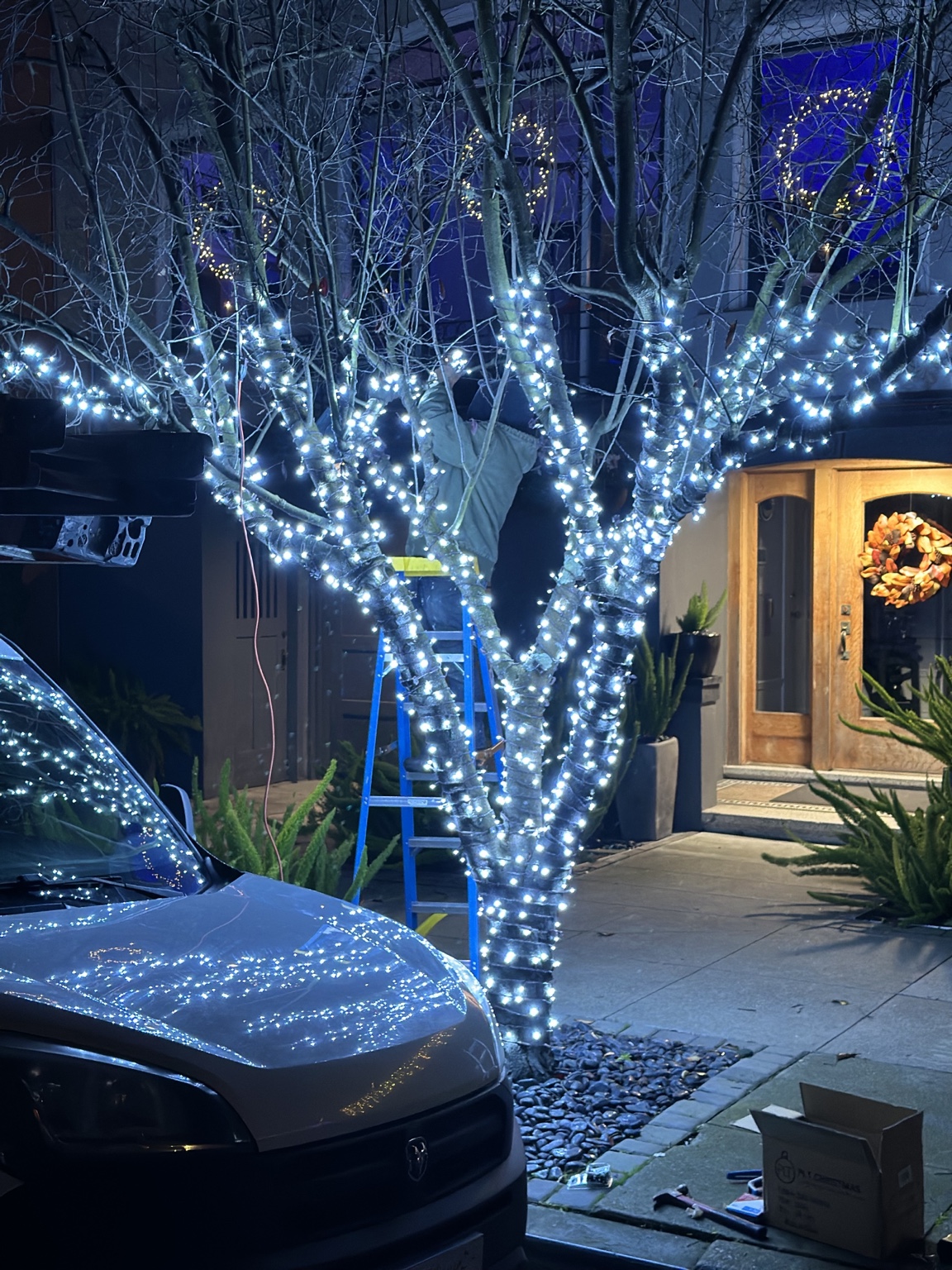 Front-yard tree fully wrapped in cool white lights during a night installation